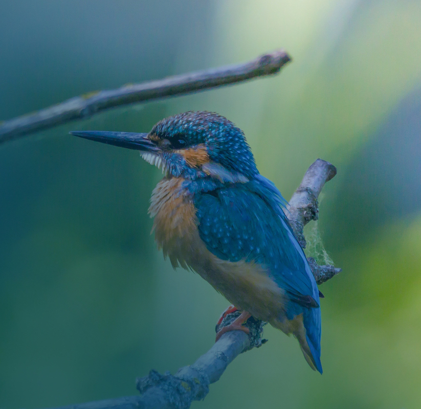 Vogelbescherming